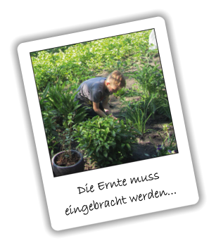 Die Ernte muss eingebracht werden...